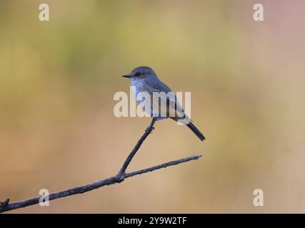 Zierliche, weibliche Vermillion Flycatcher thront vor wunderschönen Bokeh-Tönen im El Rio Preserve, einem Naturschutzpark für Wasserwirtschaft in Marana, Arizona. Stockfoto