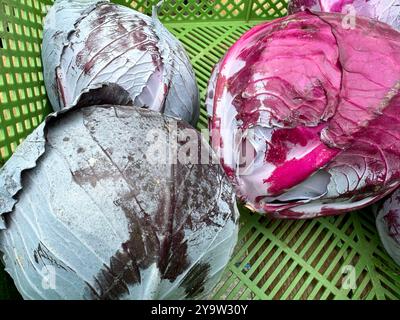 Radicchio und Kohl am Marktstand Stockfoto