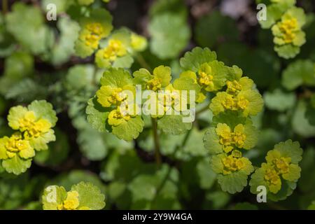 Gelbe Blüten und grüne Blätter von Chrysosplenium alternifolium, Makrofoto mit selektivem Weichfokus Stockfoto