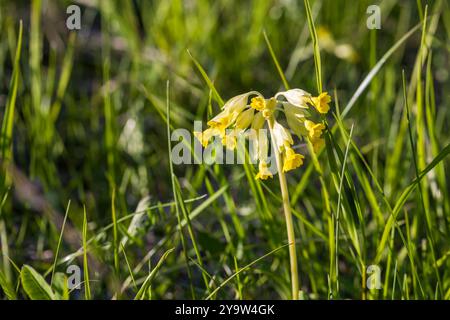 Primula elatior in Blüte, Makrofoto von gelben Wildblumen an einem sonnigen Frühlingstag. Selektiver Weichfokus Stockfoto