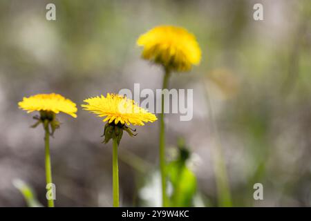 Hellgelbe Löwenzahnblüten wachsen auf der Frühlingswiese. Makrofoto mit selektivem Weichfokus Stockfoto