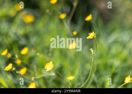 Kleine wilde gelbe Blüten auf einer Sommerwiese, Nahaufnahme mit natürlichem Foto mit weichem selektivem Fokus. Kriechende Butterblume, Ranunkulus repens Stockfoto