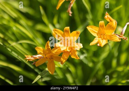 Leuchtend gelbe Lilienblüten wachsen im Sommergarten an einem sonnigen Tag, Hemerocallis lilioasphodelus Stockfoto