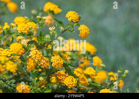 Lantana gelbe Blüten wachsen in einem Garten an einem sonnigen Tag, Nahaufnahme auf verschwommenem grünem Hintergrund mit selektivem Weichfokus Stockfoto