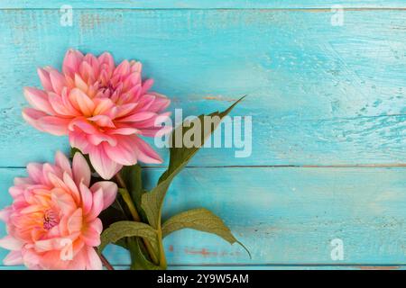 Sommer Hintergrund. Hellrosa Dahlien auf hölzernem blauen Hintergrund, Platz für Text. Muttertag, Frauentag, Frühlingsfest. Grußkarte. Stockfoto