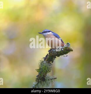 Kleiber Stockfoto