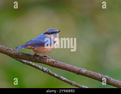 Kleiber Stockfoto