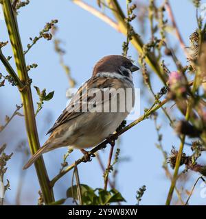 Feldsperling Stockfoto