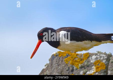 Austernfischer Stockfoto