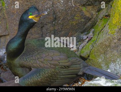 Europäische Shag Stockfoto