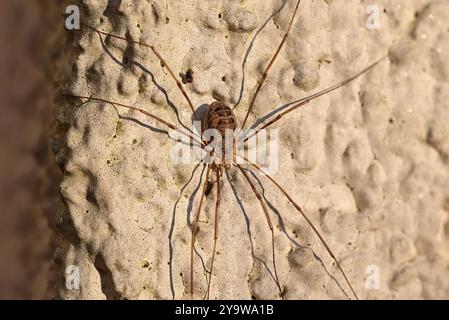 Eine Spinne der Gattung Erntemann mit langen Beinen lauert an einer Wand für Beute Stockfoto