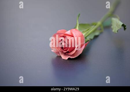 Vorderansicht von oben auf eine liegende rote Rose auf grauem Hintergrund Stockfoto