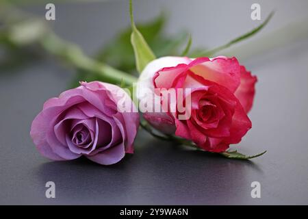 Nahaufnahme zweier liegender Rosen violett und rot auf grauem Hintergrund Stockfoto