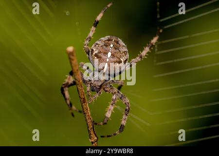 Nahaufnahme eines großen, braunen Orgelwebers im Netz mit einem Stock als Beute und einem grünen, verschwommenen Hintergrund Stockfoto