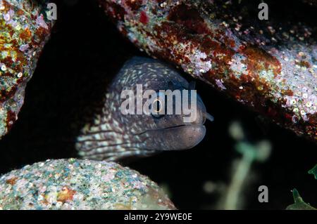 Mittelmeer Moray, Muraena helena, Cadaques, Costa Brava, Spanien, Mittelmeer Stockfoto