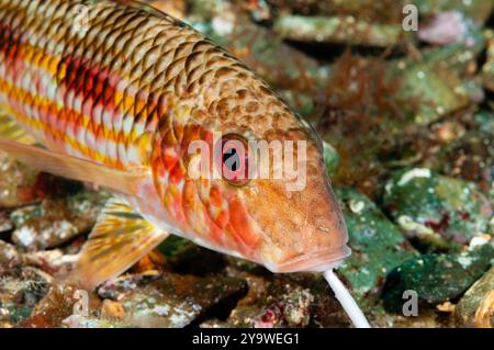 Meerbarbe, Mullus surmuletus, Cadaques, Costa Brava, Spanien, Mittelmeer Stockfoto