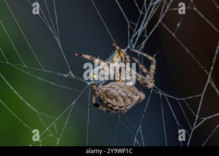 Nahaufnahme eines großen, braunen Orgelwebers im Netz mit einer gefangenen Wespe, umwickelt mit Spinnenseide und dunklem, verschwommenem Hintergrund Stockfoto