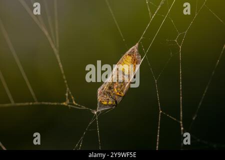 Eine eingeschlossene Wespe in einem Kokon aus Spinnenseide mit dunkelgrünem Hintergrund Stockfoto