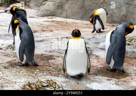 Cotswolds, England - 18. Juli. 2020: Pinguine in tänzerischer Pose Stockfoto