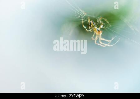Tautropfen auf einem Spinnennetz, aus nächster Nähe fotografiert, erzeugen ein wunderschönes abstraktes Makrofoto, das als Hintergrund genutzt werden kann. Stockfoto