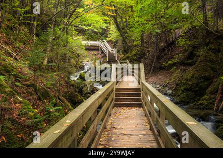 Einsame Promenade mit Treppenstufen entlang eines Baches mit Wasserfällen in einem dichten Wald im frühen Herbst Stockfoto