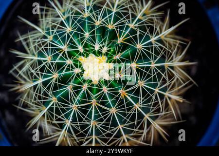 Close up beautiful agave cactus abstract natural background and texture. Stock Photo