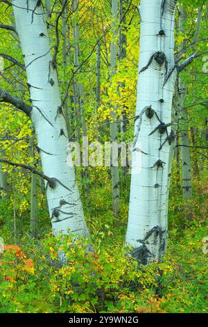 Aspen (Populus tremuloides) im Herbst, Lewis and Clark National Forest, Montana Stockfoto