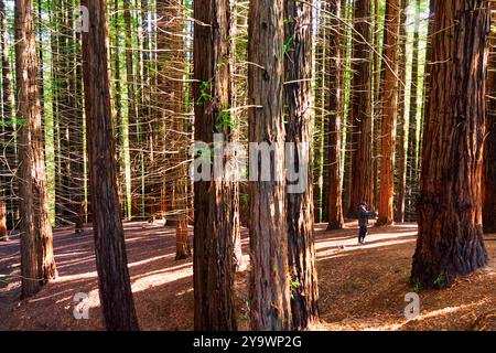 Mammutbaumwald Monte Cabezón, Naturdenkmal der Mammutbäume von Monte Cabezón, Cabezon de la Sal, Kantabrien, Spanien. Stockfoto