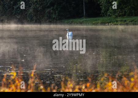 Ein herbstlicher Blick über einen See mit einem Schwan, der in der nebeligen Morgensonne schwimmt Stockfoto