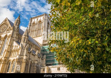 Yorker Münster mit Baum in vollem Blatt und blauem Himmel. Stockfoto