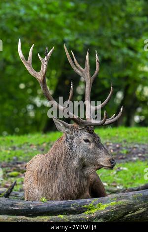 Rotwild (Cervus elaphus) Hirsch mit großen Geweihen, die während der Trockenzeit im Herbst/Herbst am Waldrand ruhen Stockfoto