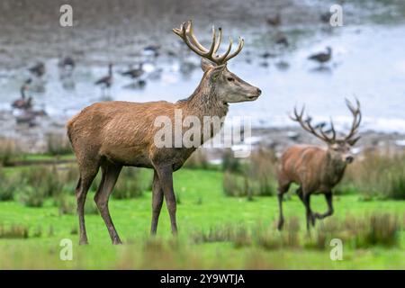 Rotwild (Cervus elaphus) mit großen Geweihen, die im Herbst/Herbst am Junghirsch am Seeufer vorbeilaufen Stockfoto