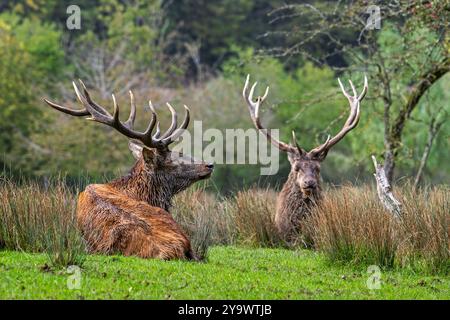 Zwei Hirschhirsche (Cervus elaphus) mit großen Geweihen, die während der Trockenzeit im Herbst/Herbst am Waldrand ruhen Stockfoto