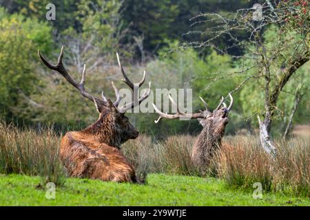 Zwei Hirschhirsche (Cervus elaphus) mit großen Geweihen, die während der Trockenzeit im Herbst/Herbst am Waldrand ruhen Stockfoto