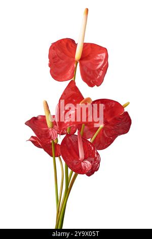 Ein Bündel roter Anthuriumblüten isolierter weißer Hintergrund, Bouquet der leuchtenden Farbe der Tailblume, Flamingo Laceleaf Blüten mit glatter glänzender Textur Stockfoto