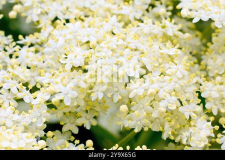 Holunder oder Holunder (sambucus nigra), Nahaufnahme der Masse von winzigen cremeweißen Blüten, die den gewöhnlichen Sträucher oder Baum im Frühsommer bedecken. Stockfoto