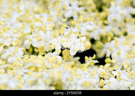 Holunder oder Holunder (sambucus nigra), Nahaufnahme der Masse von winzigen cremeweißen Blüten, die den gewöhnlichen Sträucher oder Baum im Frühsommer bedecken. Stockfoto