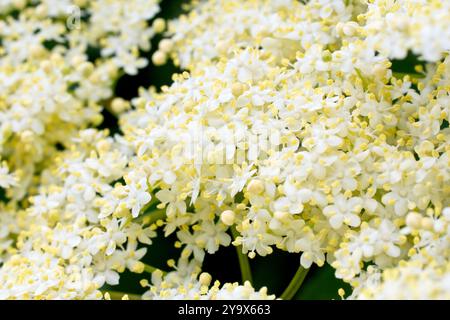 Holunder oder Holunder (sambucus nigra), Nahaufnahme der Masse von winzigen cremeweißen Blüten, die den gewöhnlichen Sträucher oder Baum im Frühsommer bedecken. Stockfoto