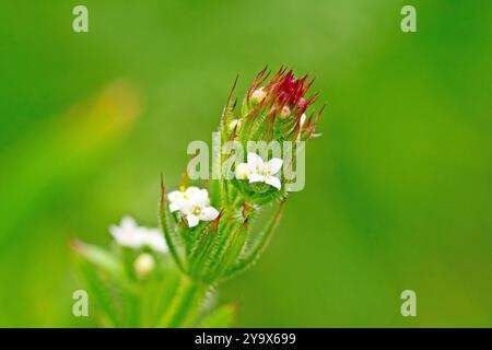 Gänsegrass, Cleavers oder Sticky Willie (galium aparine), Nahaufnahme der winzigen weißen Blüten, die von der gewöhnlichen Holz- und Grünlandpflanze produziert werden. Stockfoto