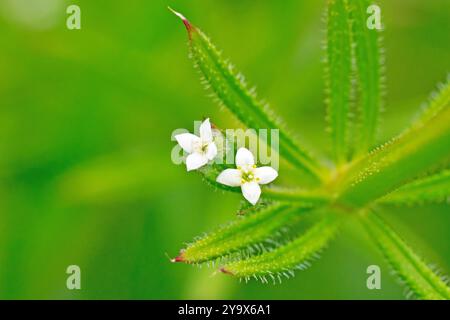 Gänsegrass, Cleavers oder Sticky Willie (galium aparine), Nahaufnahme der winzigen weißen Blüten, die von der gewöhnlichen Holz- und Grünlandpflanze produziert werden. Stockfoto