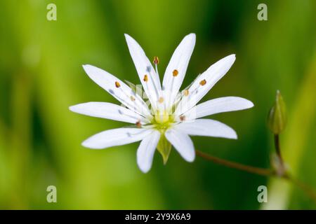 Kleinstitchkraut (stellaria graminea), Nahaufnahme einer einzelnen weißen Blume isoliert auf grünem Hintergrund. Stockfoto