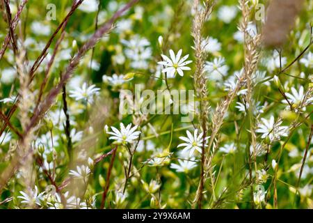 Kleiner Stitchkraut (stellaria graminea), Nahaufnahme mit den kleinen weißen Blüten, die zwischen den hohen Gräsern am Rande eines Feldes wachsen. Stockfoto