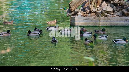 Eine Herde Stockenten schwimmt im Frühling in einem Teich Stockfoto