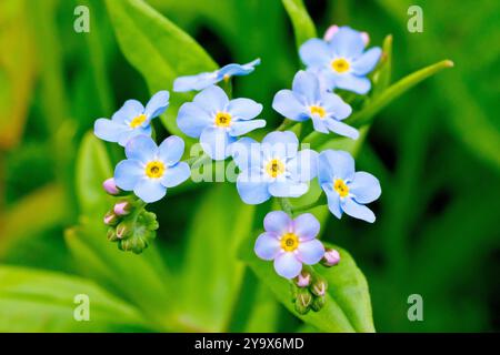 Wasser Vergissmeinnicht (Myosotis scorpioides), Nahaufnahme mit den großen blauen Blüten der gewöhnlichen Wasserpflanze. Stockfoto