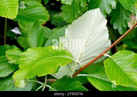 Weißbalken oder Weißbalken (sorbus aria), Nahaufnahme der Unterseite eines Blattes, die die weißen Haare zeigt, die dem Baum seinen gebräuchlichen Namen geben. Stockfoto