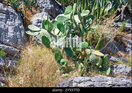 Feigenkaktus, Opuntia, auf einem felsigen Berghang an der ligurischen Küste, Italien Stockfoto