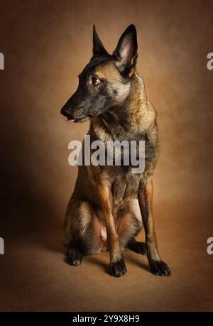 Vollblut belgischer Schäferhund Malinois auf braunem Hintergrund Stockfoto