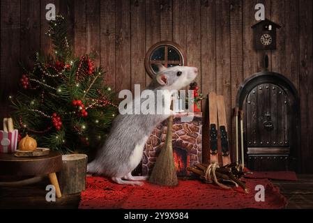 Kleine süße Ratte fegt vor Weihnachten den Boden in seinem gemütlichen Haus Stockfoto