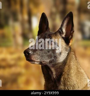 Porträt eines reinrassigen belgischen Schäferhundes Malinois draußen Stockfoto