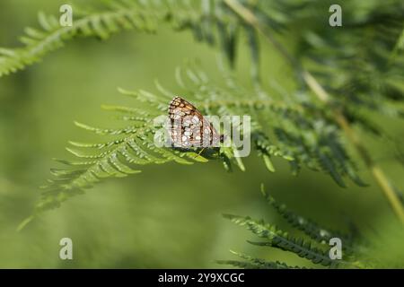 Heide Fritillary Butterfly auf Bracken - Melitaea athalia Stockfoto